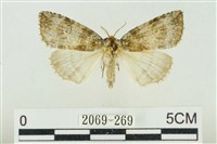 臺灣銀斑異波紋蛾藏品圖，第1張