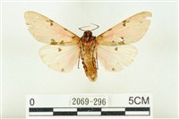 棍棒污燈蛾藏品圖，第2張