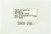 棍棒污燈蛾藏品圖，第3張