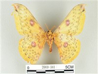 黃豹天蠶蛾藏品圖，第2張