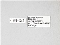 黃豹天蠶蛾藏品圖，第3張