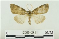 臺灣銀斑異波紋蛾藏品圖，第1張