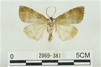 臺灣銀斑異波紋蛾藏品圖，第2張