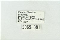 臺灣銀斑異波紋蛾藏品圖，第3張