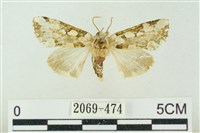 連珠波紋蛾藏品圖，第1張