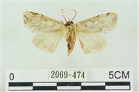 連珠波紋蛾藏品圖，第2張