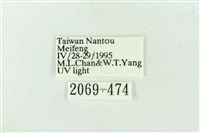 連珠波紋蛾藏品圖，第3張