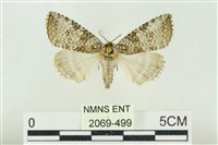 臺灣銀斑異波紋蛾藏品圖，第1張