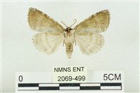 臺灣銀斑異波紋蛾藏品圖，第2張