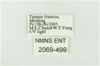 臺灣銀斑異波紋蛾藏品圖，第3張