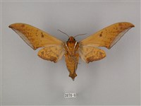 裂斑鷹翅天蛾藏品圖，第2張