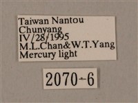 裂斑鷹翅天蛾藏品圖，第3張