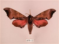 桃紅六點天蛾藏品圖，第1張