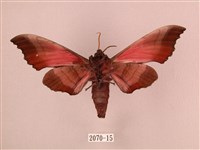 桃紅六點天蛾藏品圖，第2張