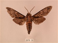 白星天蛾藏品圖，第1張