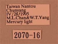 白星天蛾藏品圖，第3張