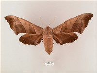 齒翅三線天蛾藏品圖，第1張