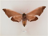 齒翅三線天蛾藏品圖，第2張