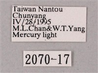 齒翅三線天蛾藏品圖，第3張