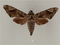 全緣缺角天蛾藏品圖，第1張