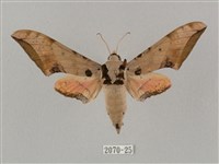 廣東鷹翅天蛾藏品圖，第1張