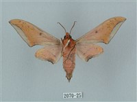 廣東鷹翅天蛾藏品圖，第2張