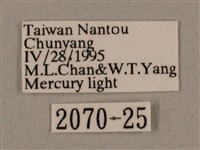 廣東鷹翅天蛾藏品圖，第3張