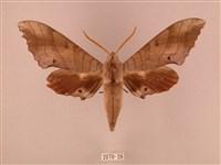 栗六點天蛾藏品圖，第1張