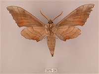 栗六點天蛾藏品圖，第2張