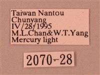 栗六點天蛾藏品圖，第3張