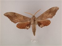 栗六點天蛾藏品圖，第1張