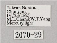 栗六點天蛾藏品圖，第3張