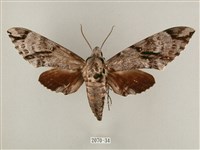 粗斜紋天蛾藏品圖，第1張