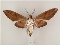 粗斜紋天蛾藏品圖，第2張