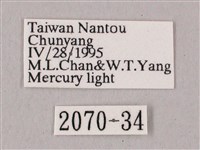 粗斜紋天蛾藏品圖，第3張