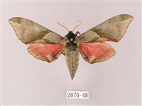 榆綠天蛾藏品圖，第1張