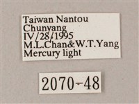 榆綠天蛾藏品圖，第3張