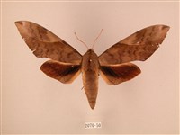 波紋豆天蛾藏品圖，第1張