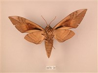 波紋豆天蛾藏品圖，第2張