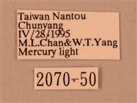 波紋豆天蛾藏品圖，第3張