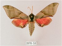 榆綠天蛾藏品圖，第1張