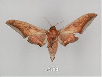 黑帶鷹翅天蛾藏品圖，第2張