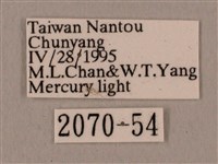 黑帶鷹翅天蛾藏品圖，第3張