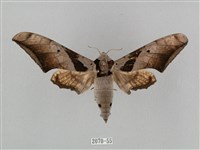 黑帶鷹翅天蛾藏品圖，第1張