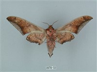 黑帶鷹翅天蛾藏品圖，第2張