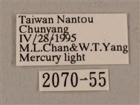 黑帶鷹翅天蛾藏品圖，第3張