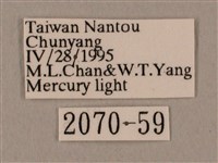 黑帶鷹翅天蛾藏品圖，第3張