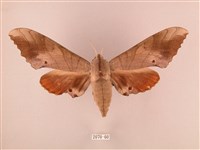 栗六點天蛾藏品圖，第1張