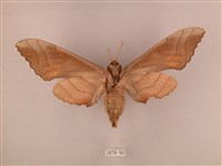 栗六點天蛾藏品圖，第2張