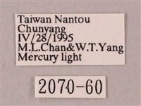 栗六點天蛾藏品圖，第3張